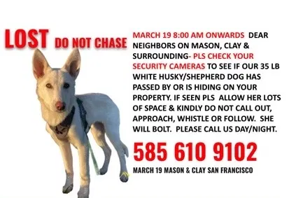 Lost dog in San Francisco, CA, 94108