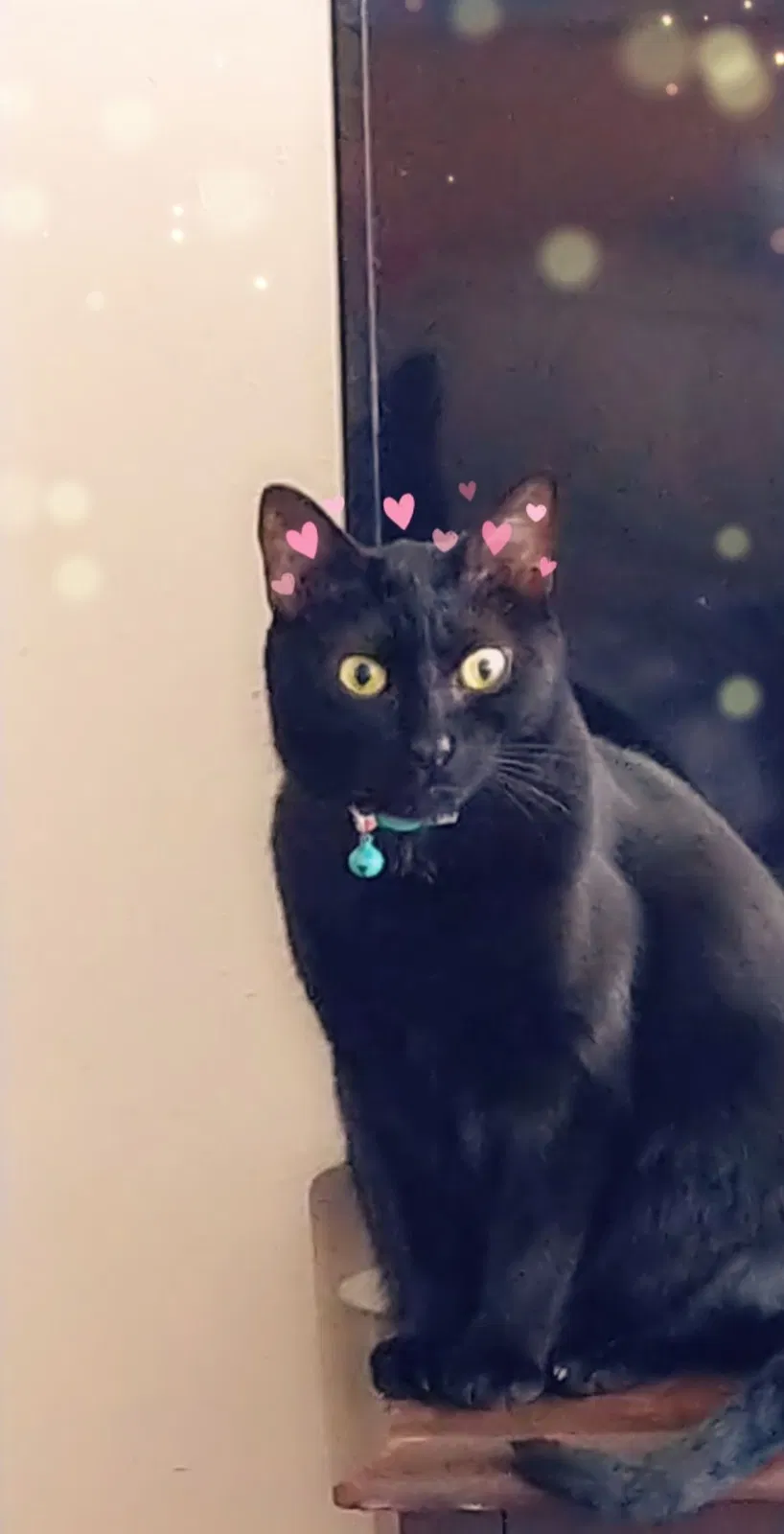 Lost cat in De Leon Springs, FL, 32130