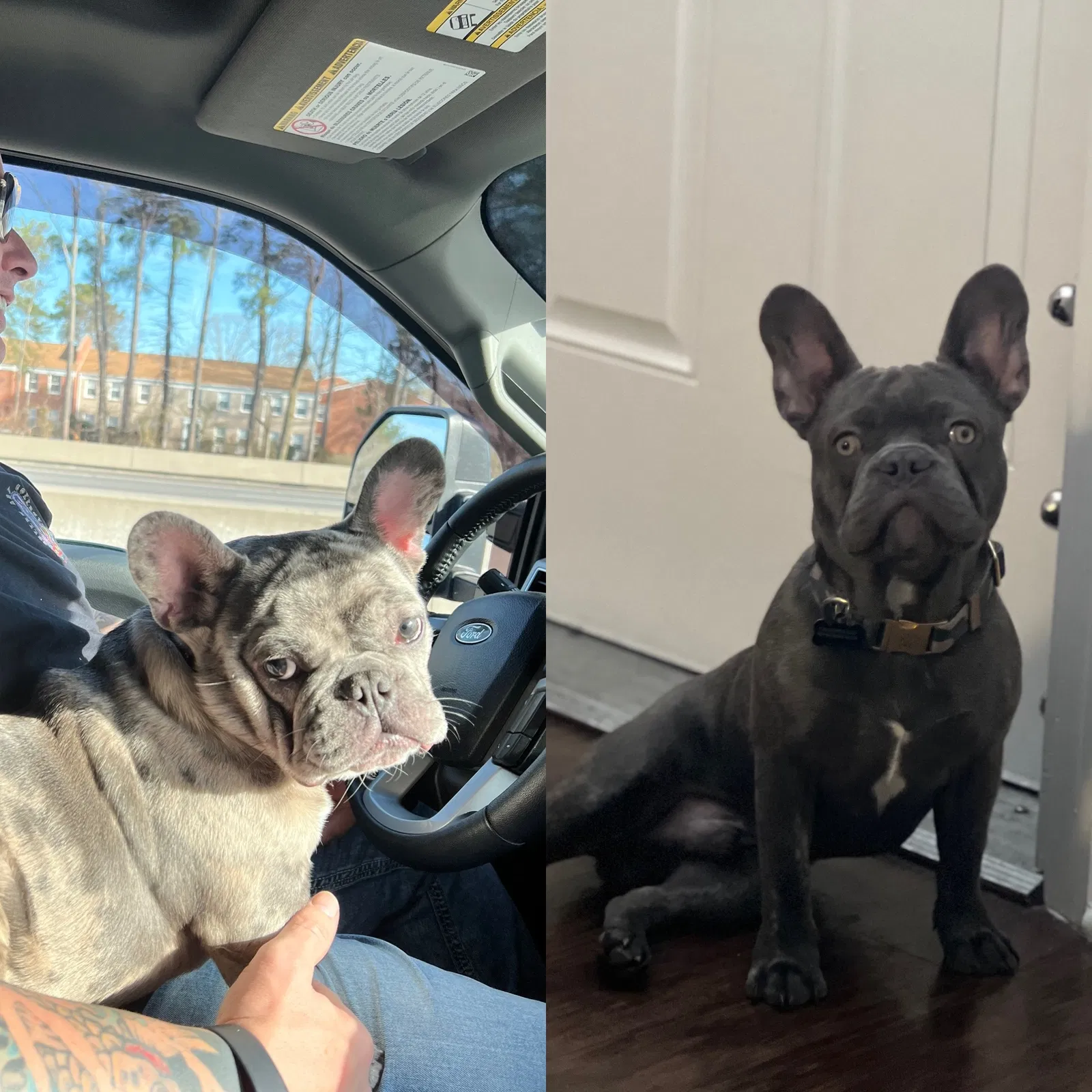 Lost dog in Portsmouth, VA, 23704