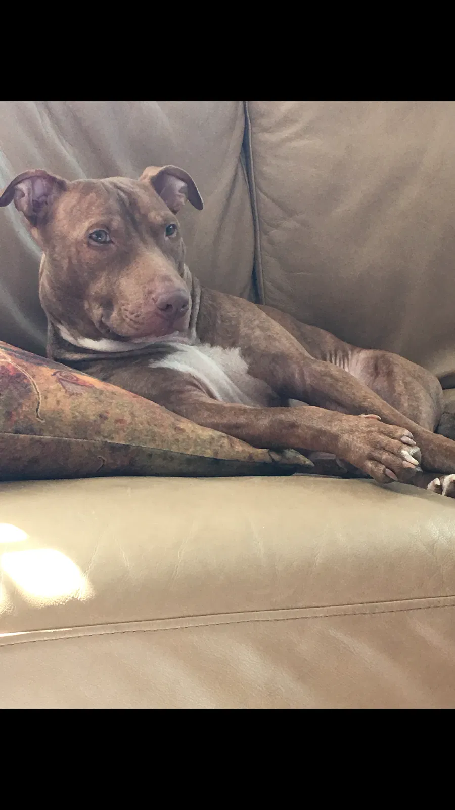 Lost dog in Laceys Spring, AL, 35754