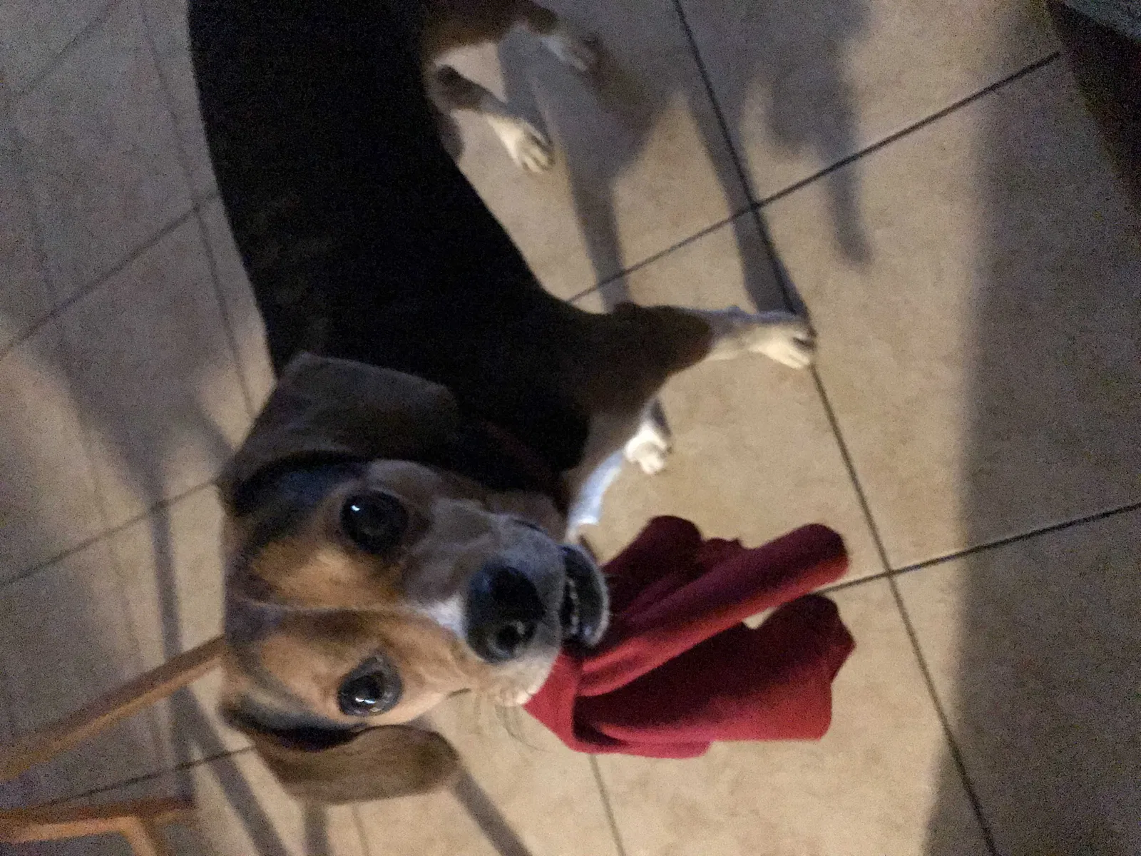 Lost dog in Edinburg, TX, 78539