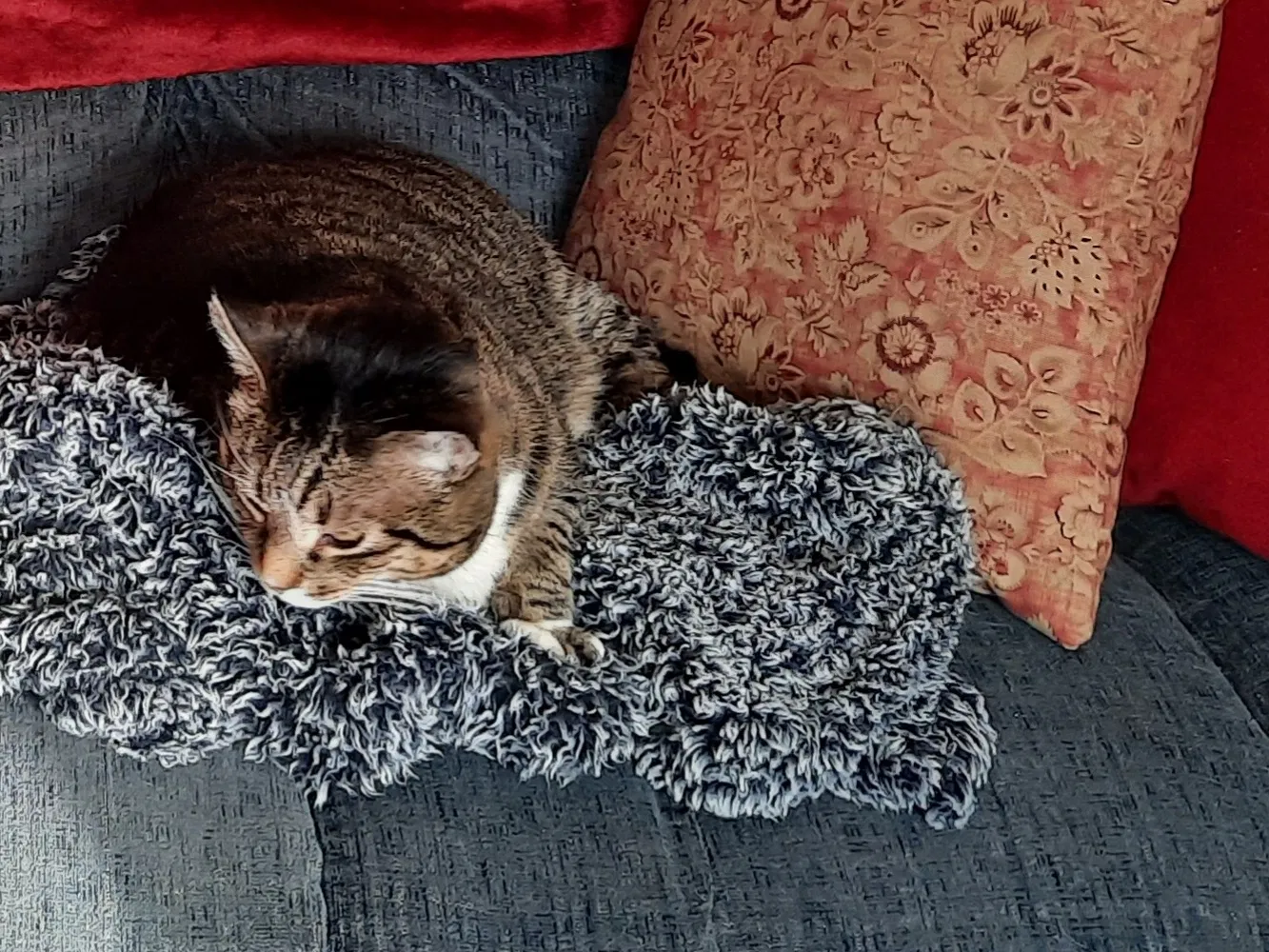 Lost cat in Stillwater, MN, 55082