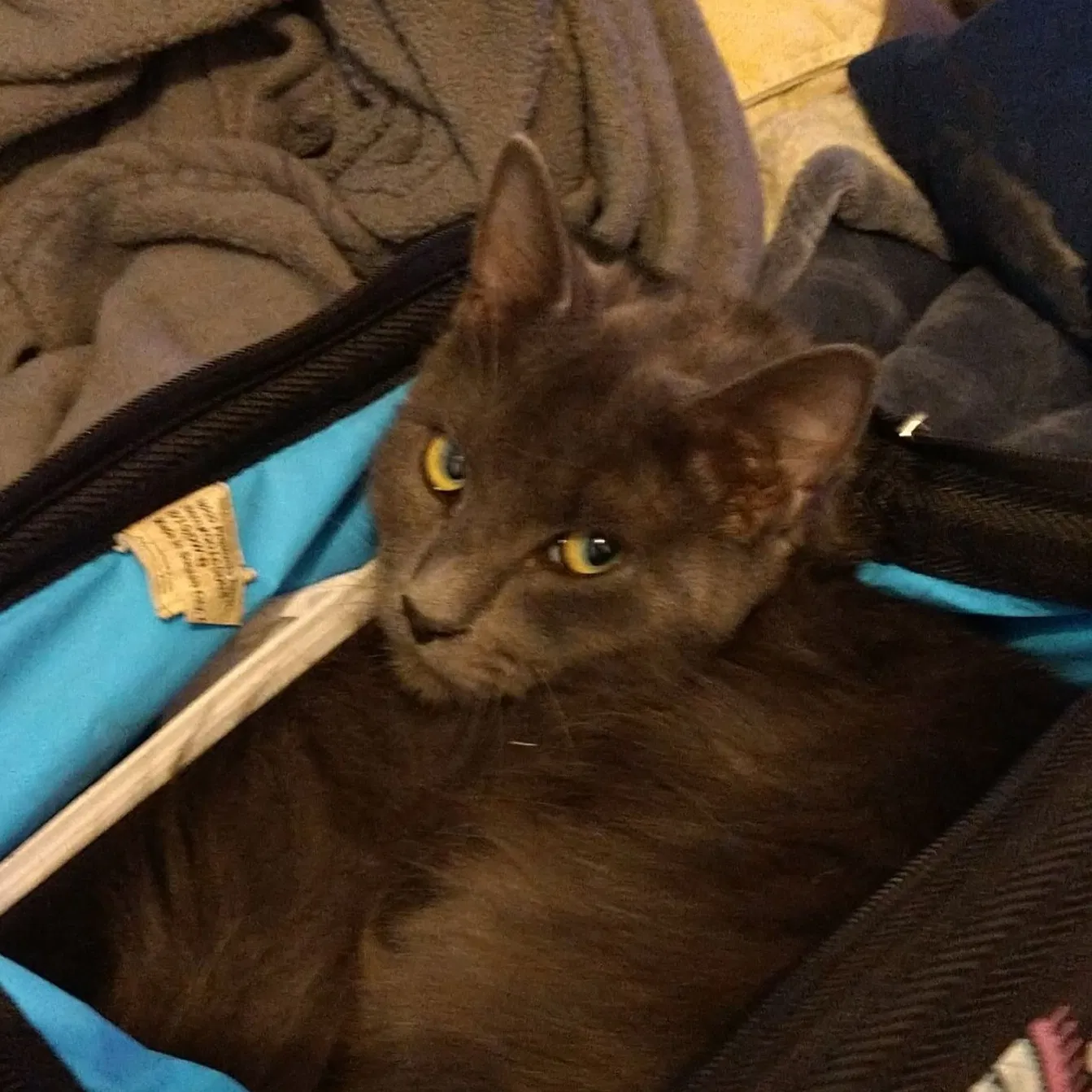 Lost cat in De Leon Springs, FL, 32130