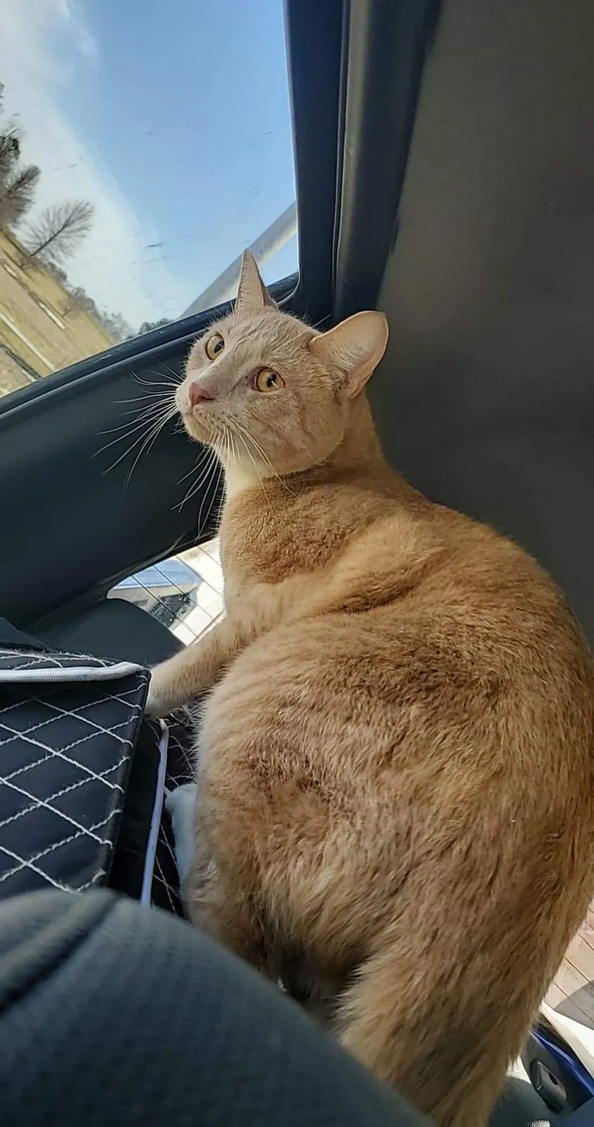 Lost cat in York, PA, 17402