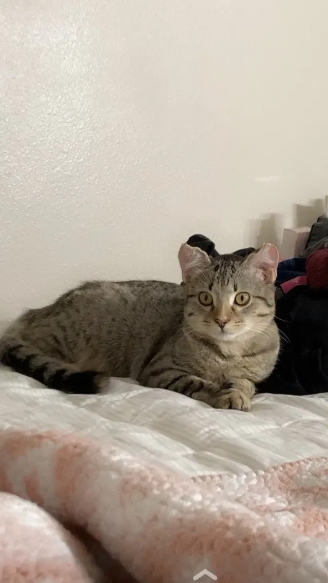 Lost cat in Austin, TX, 78726