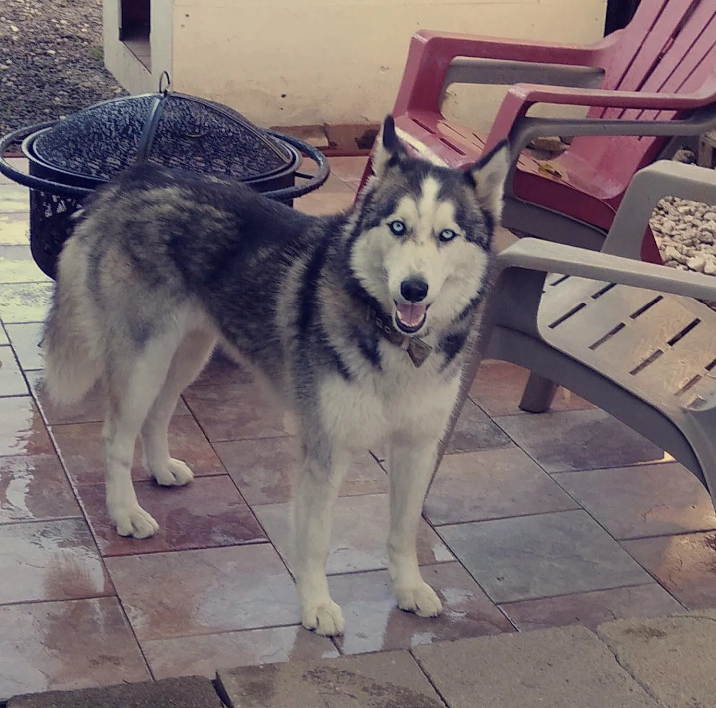 Lost dog in Costa Mesa, CA, 92627