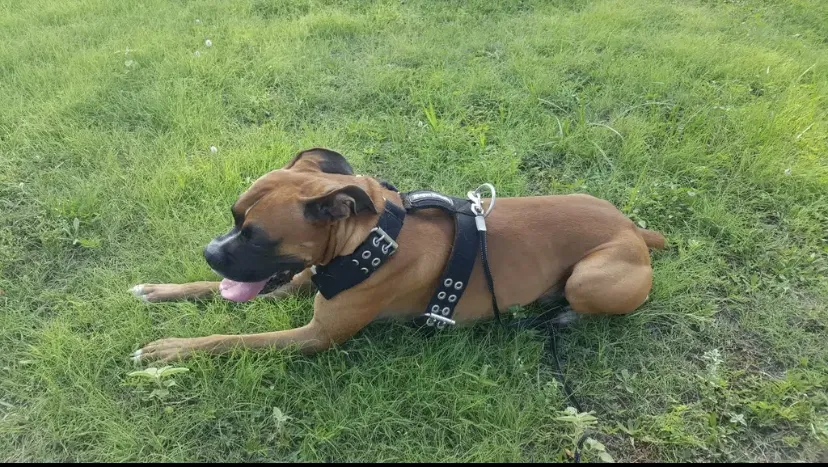 Lost dog in Katy, TX, 77449