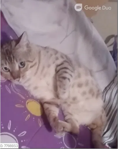 Lost cat in Vancouver, WA, 98661