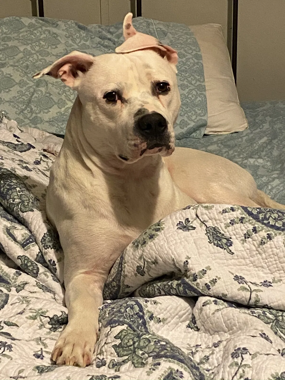 Lost dog in Houston, TX, 77059