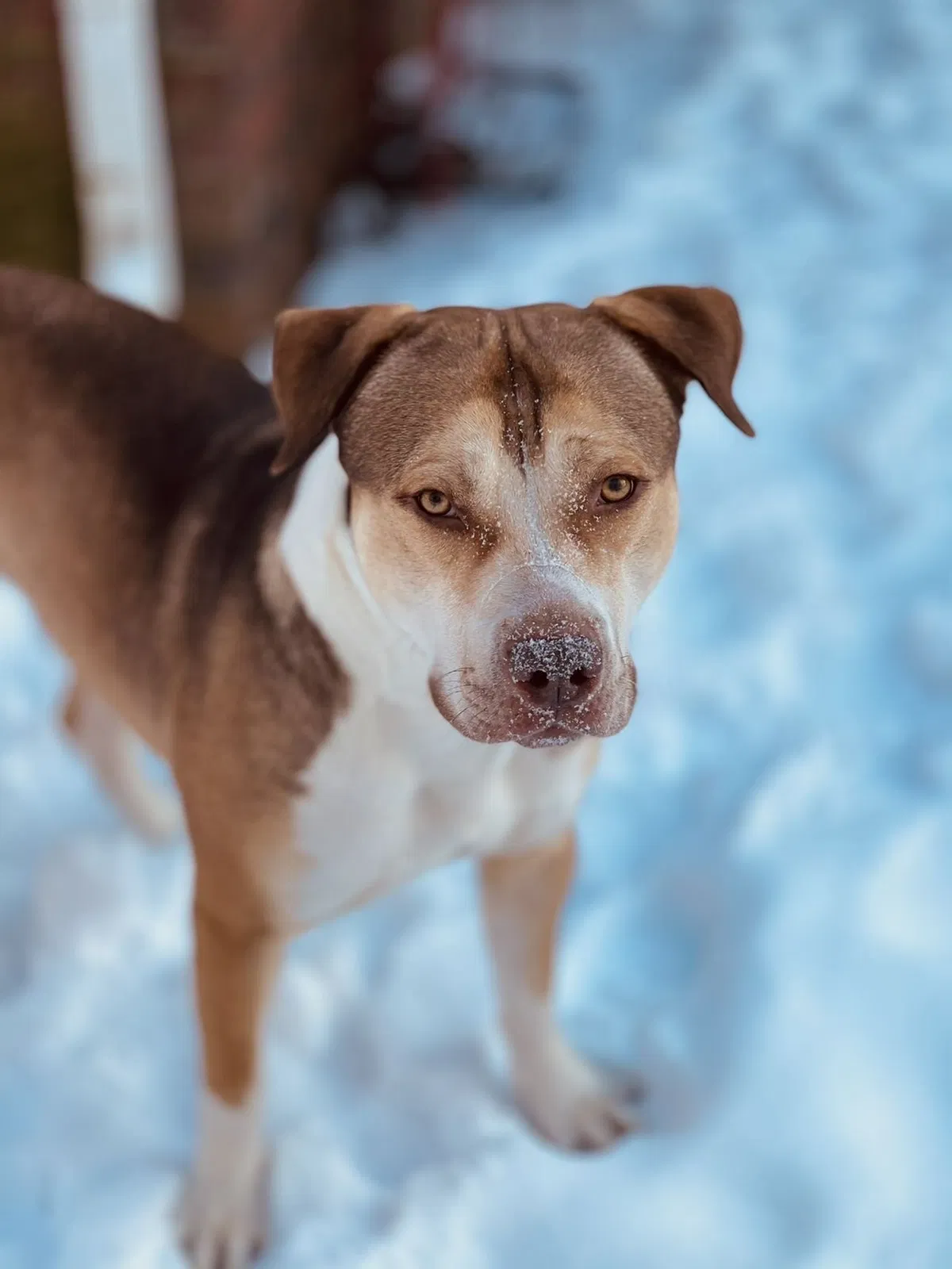 Lost dog in Memphis, TN, 38133