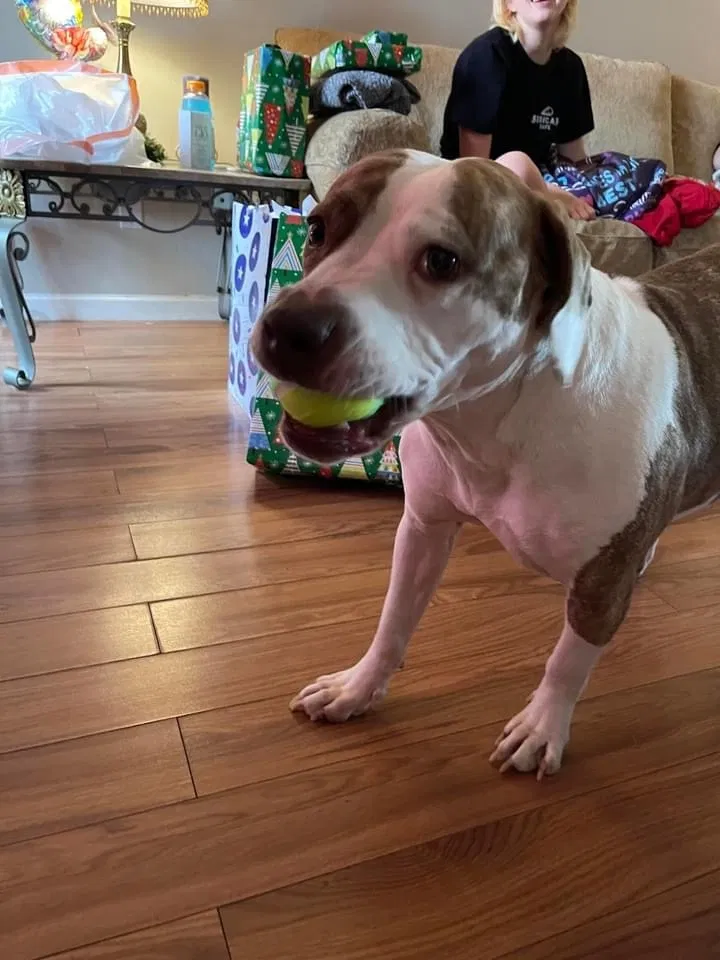 Lost dog in Memphis, TN, 38133