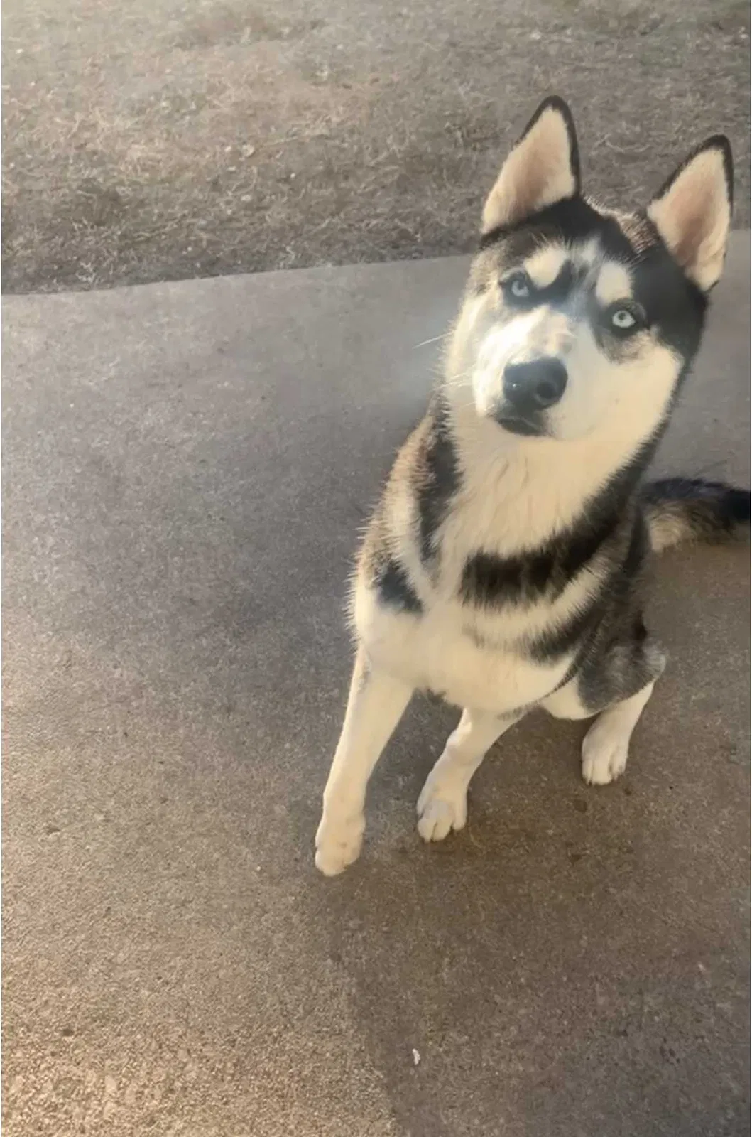 Lost dog in Round Rock, TX, 78664