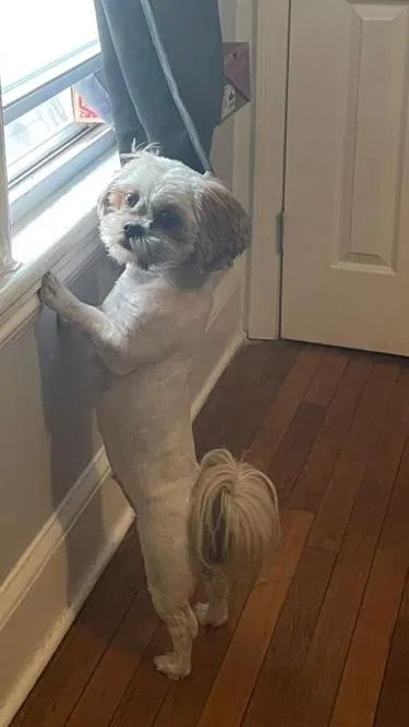 Lost dog in Bridgeport, CT, 6604