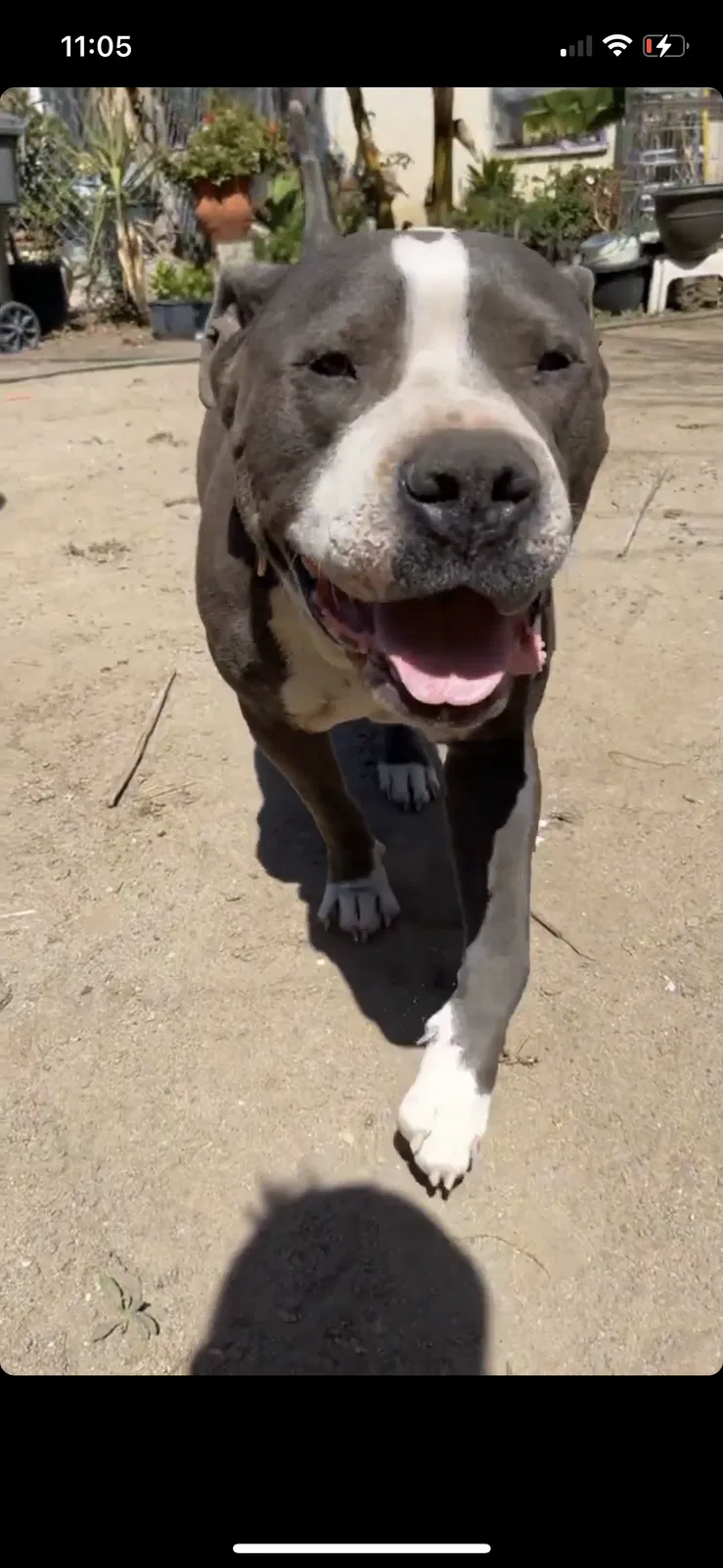 Lost dog in Santa Ana, CA, 92705