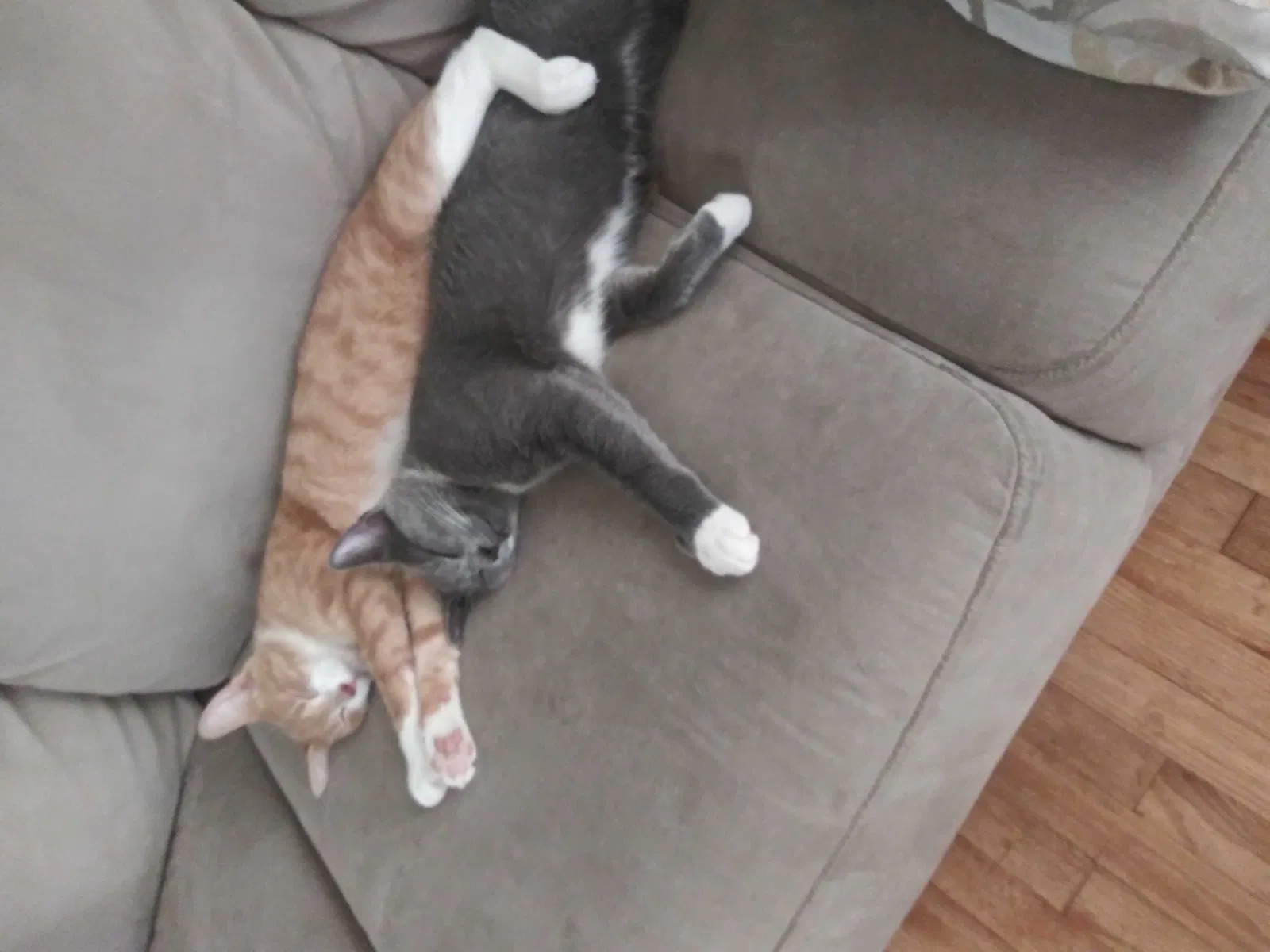 Lost cat in Metuchen, NJ, 8840