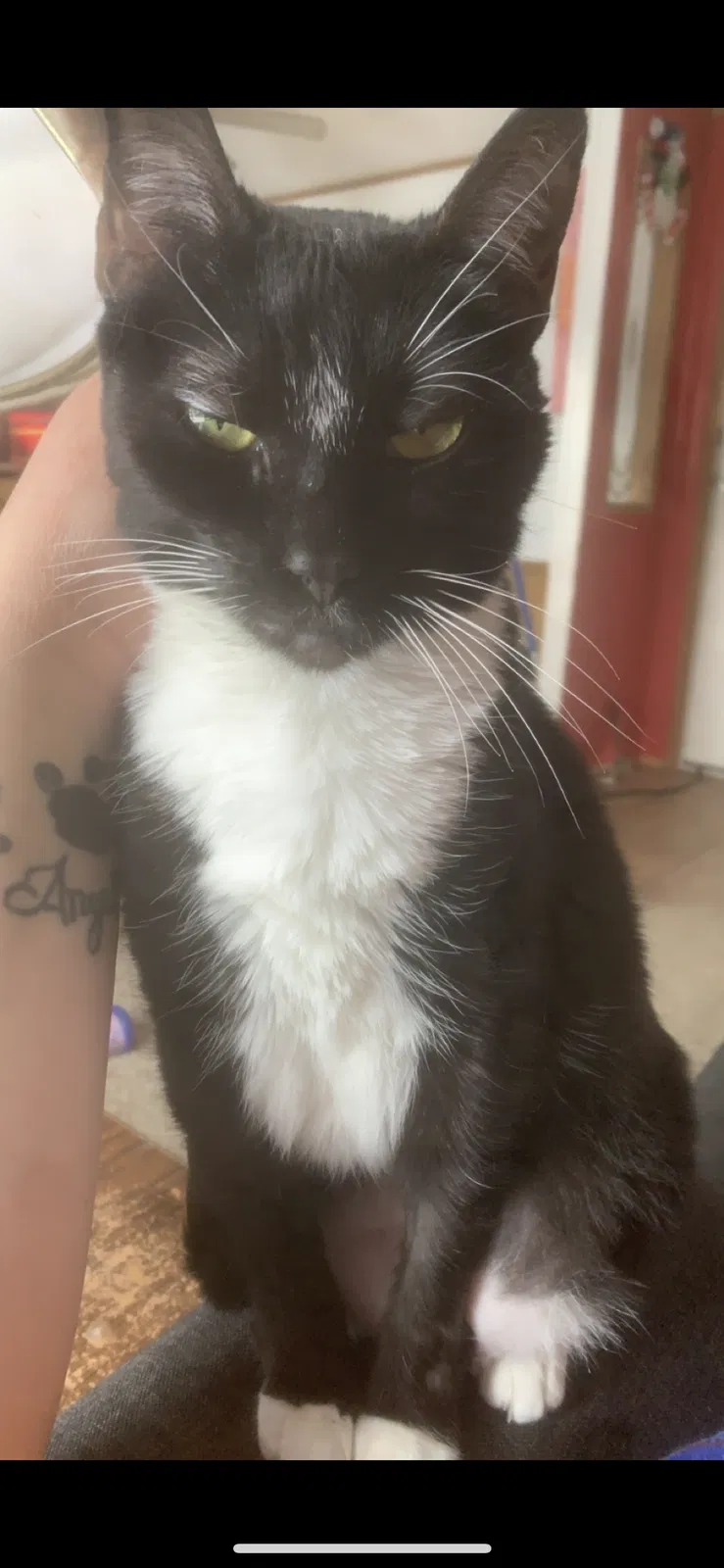 Lost cat in Hobart, IN, 46342