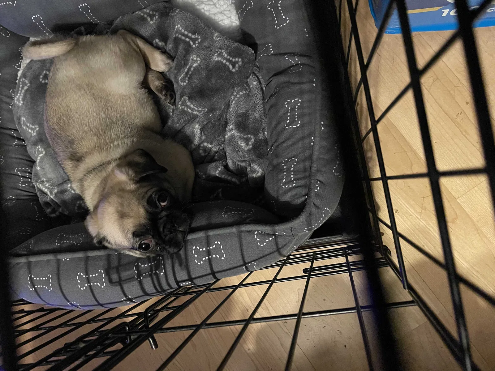 Lost dog in Albuquerque, NM, 87123