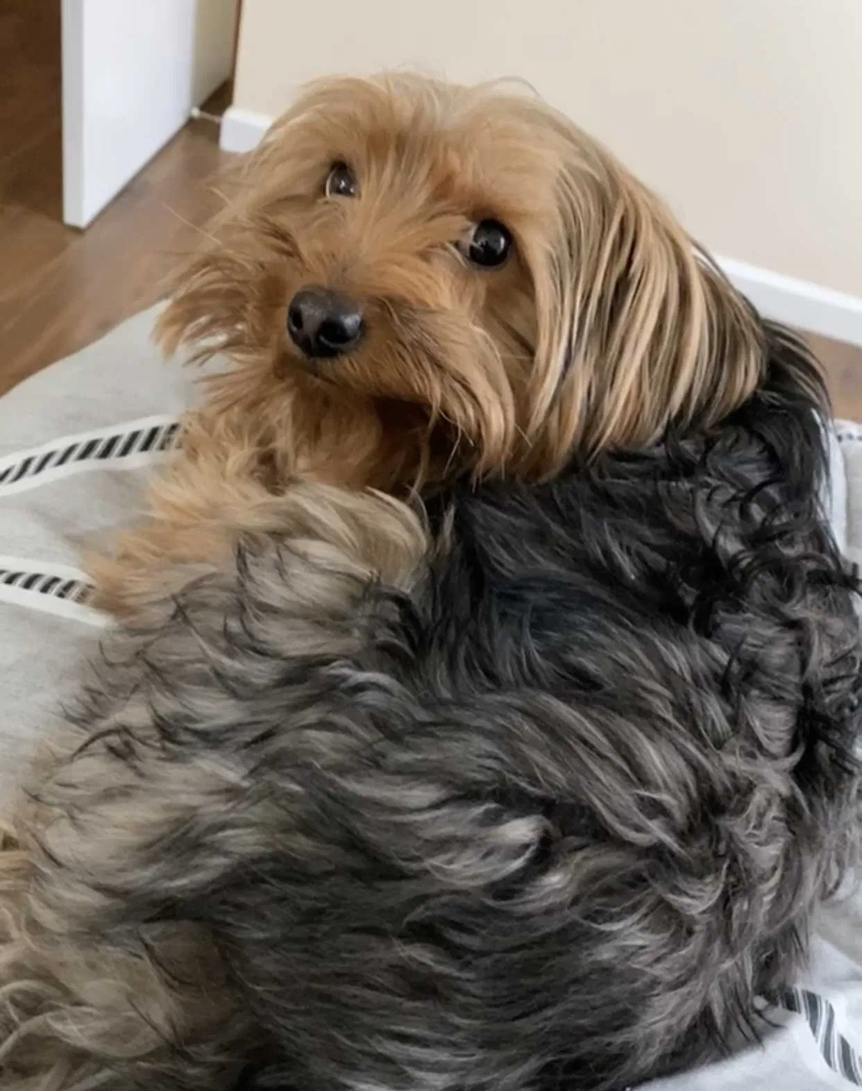 Lost dog in Houston, TX, 77026