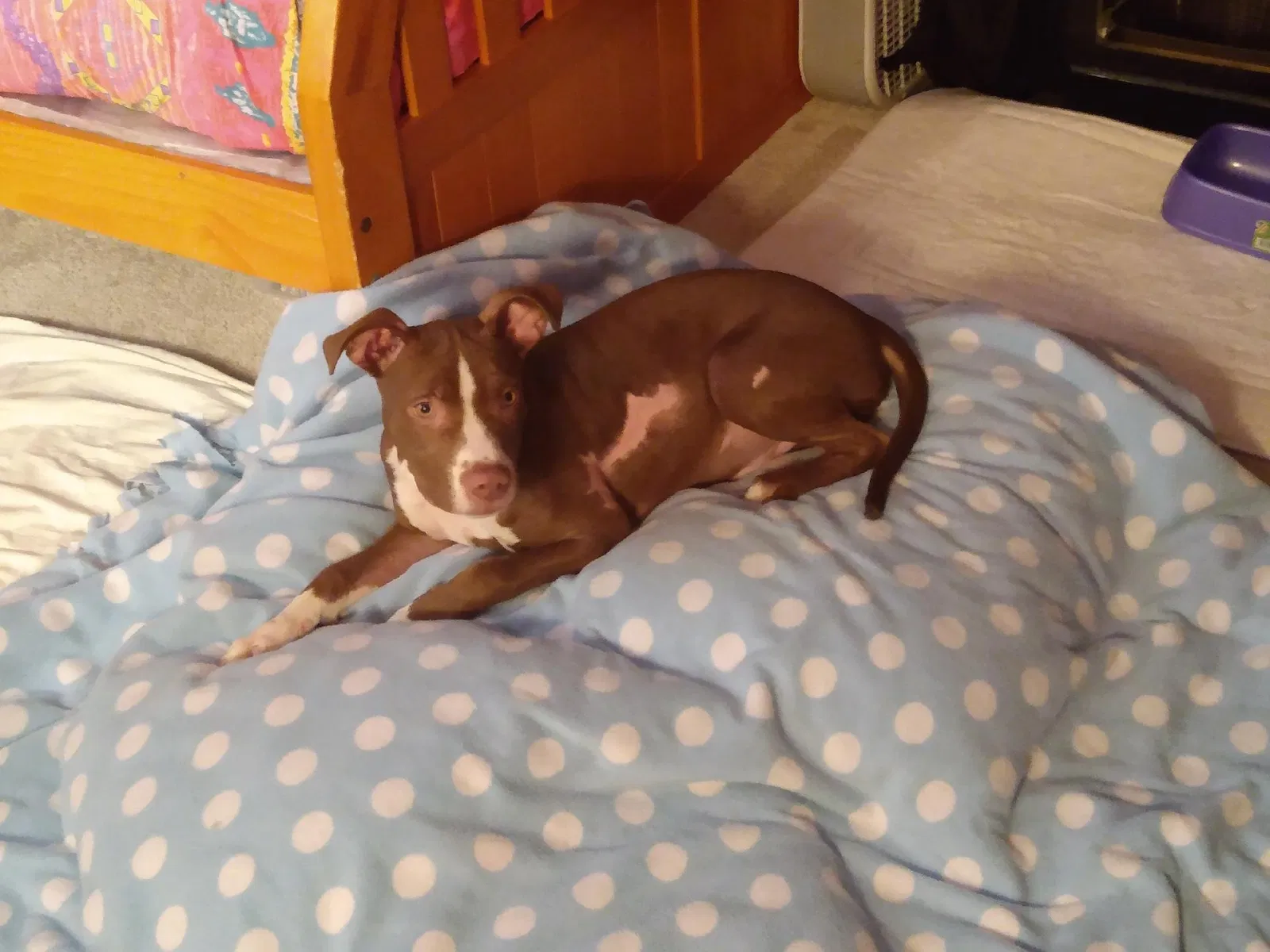 Found dog in Fayetteville, NC, 28303