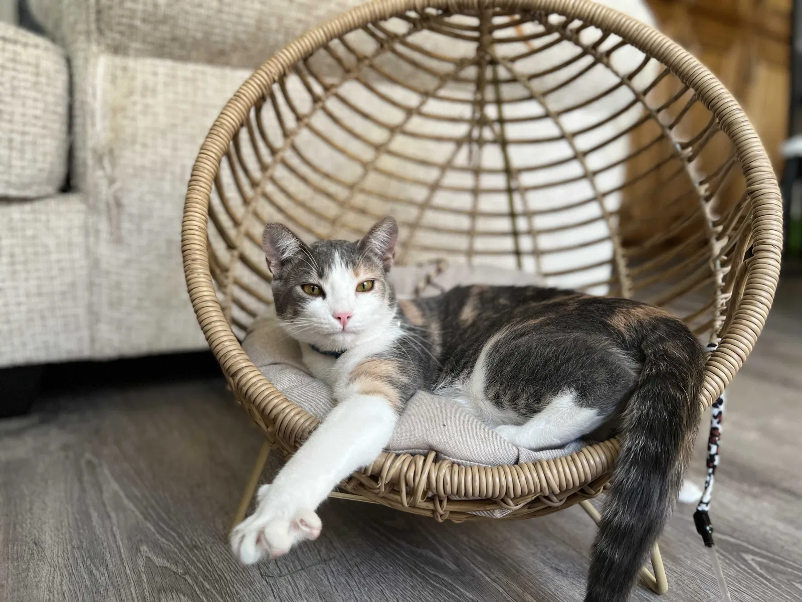 Lost cat in Hayward, CA, 94542