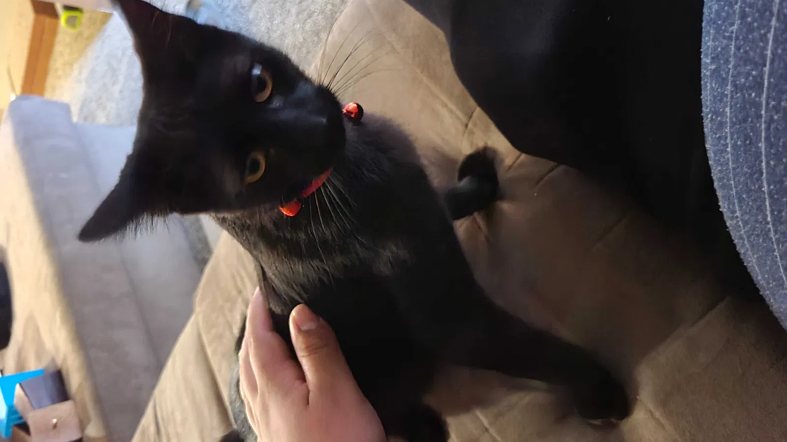Lost cat in Baytown, TX, 77520