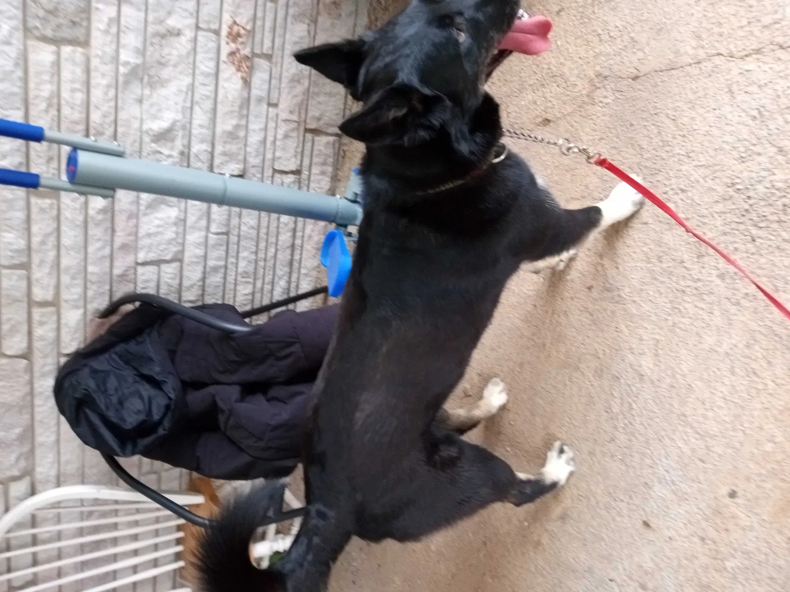 Found dog in Strawberry Plains, TN, 37871