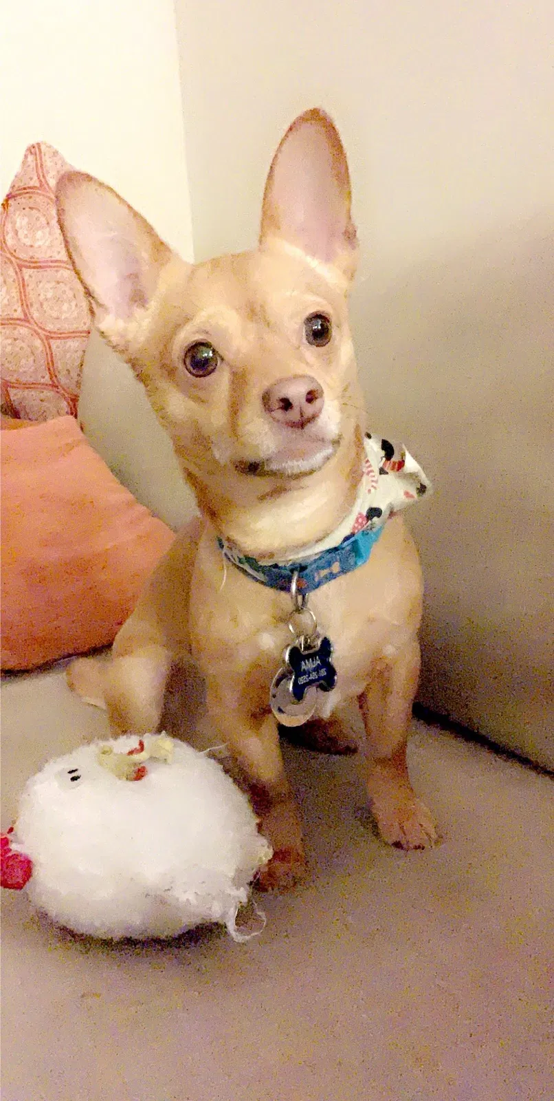 Lost dog in Mission, TX, 78573