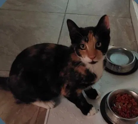 Lost cat in Clifton, NJ, 7011