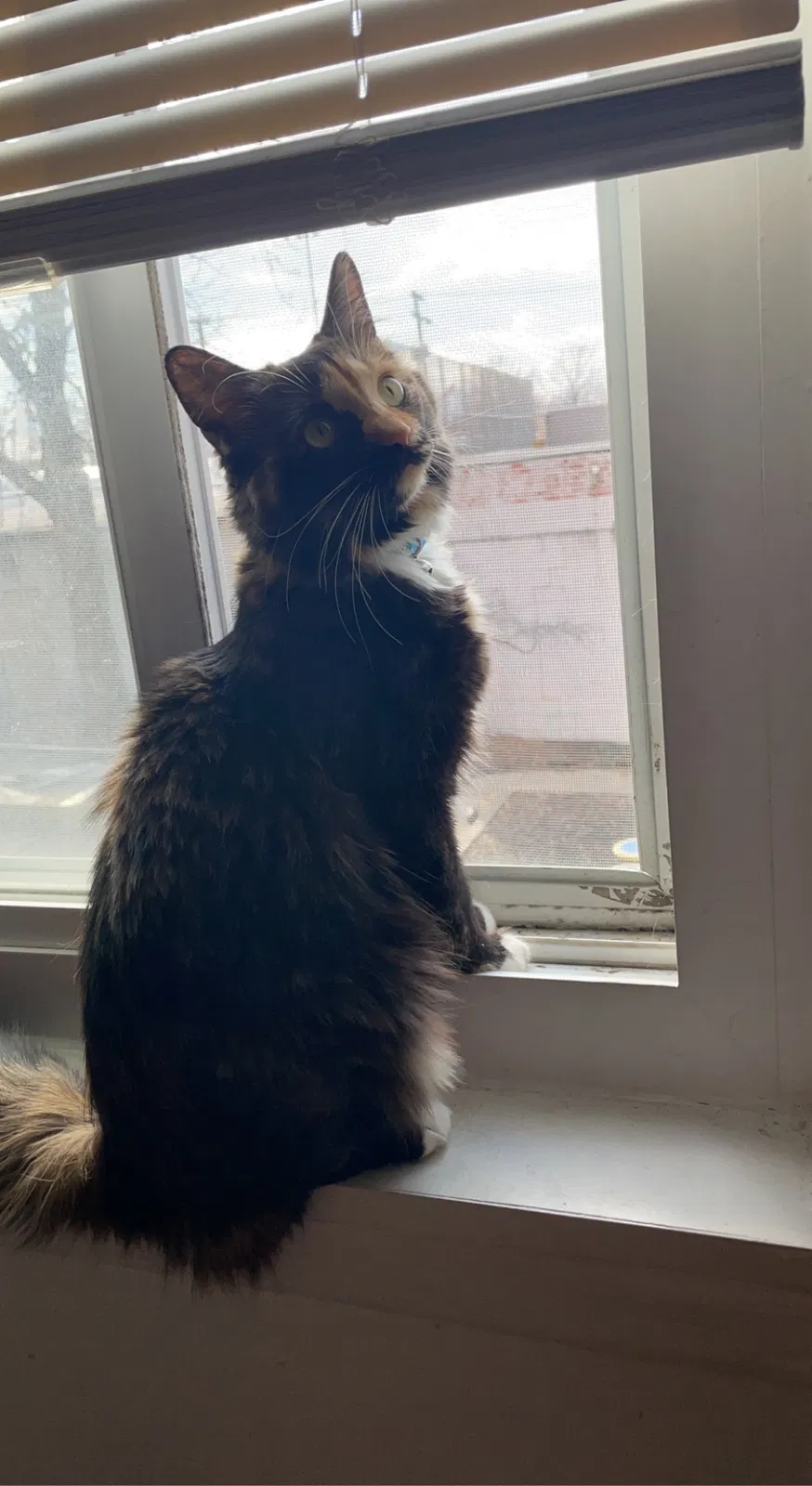 Lost cat in Lakewood, OH, 44107