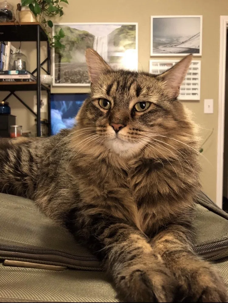 Lost cat in Denton, TX, 76209