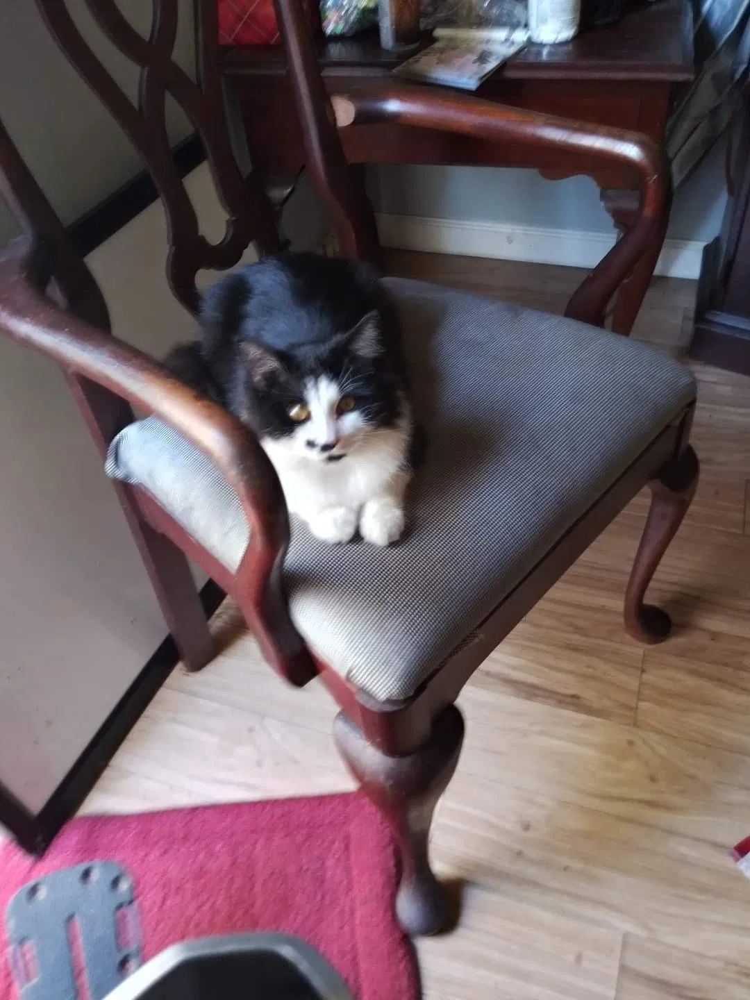 Lost cat in Hinesville, GA, 31313