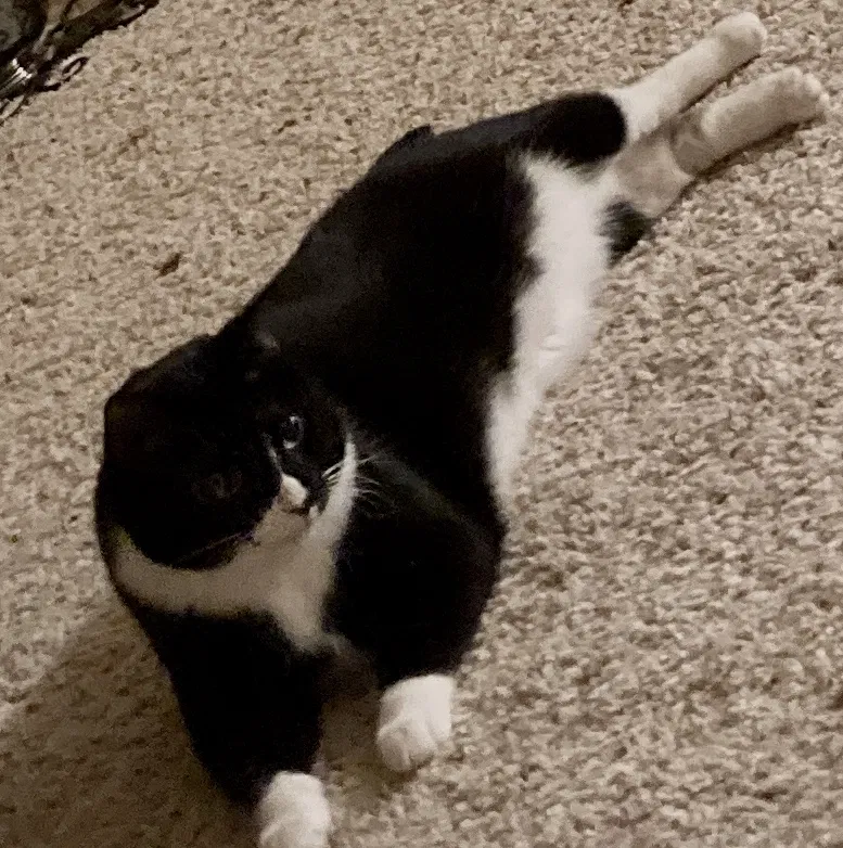 Lost cat in Knoxville, TN, 37923