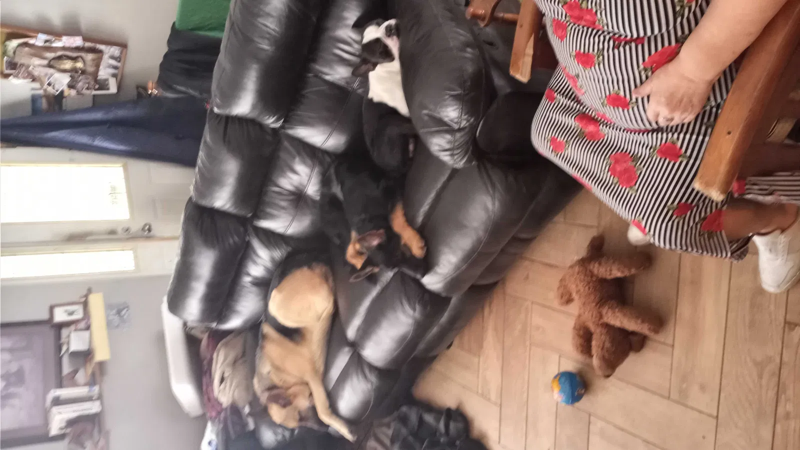 Lost dog in Niles, MI, 49120