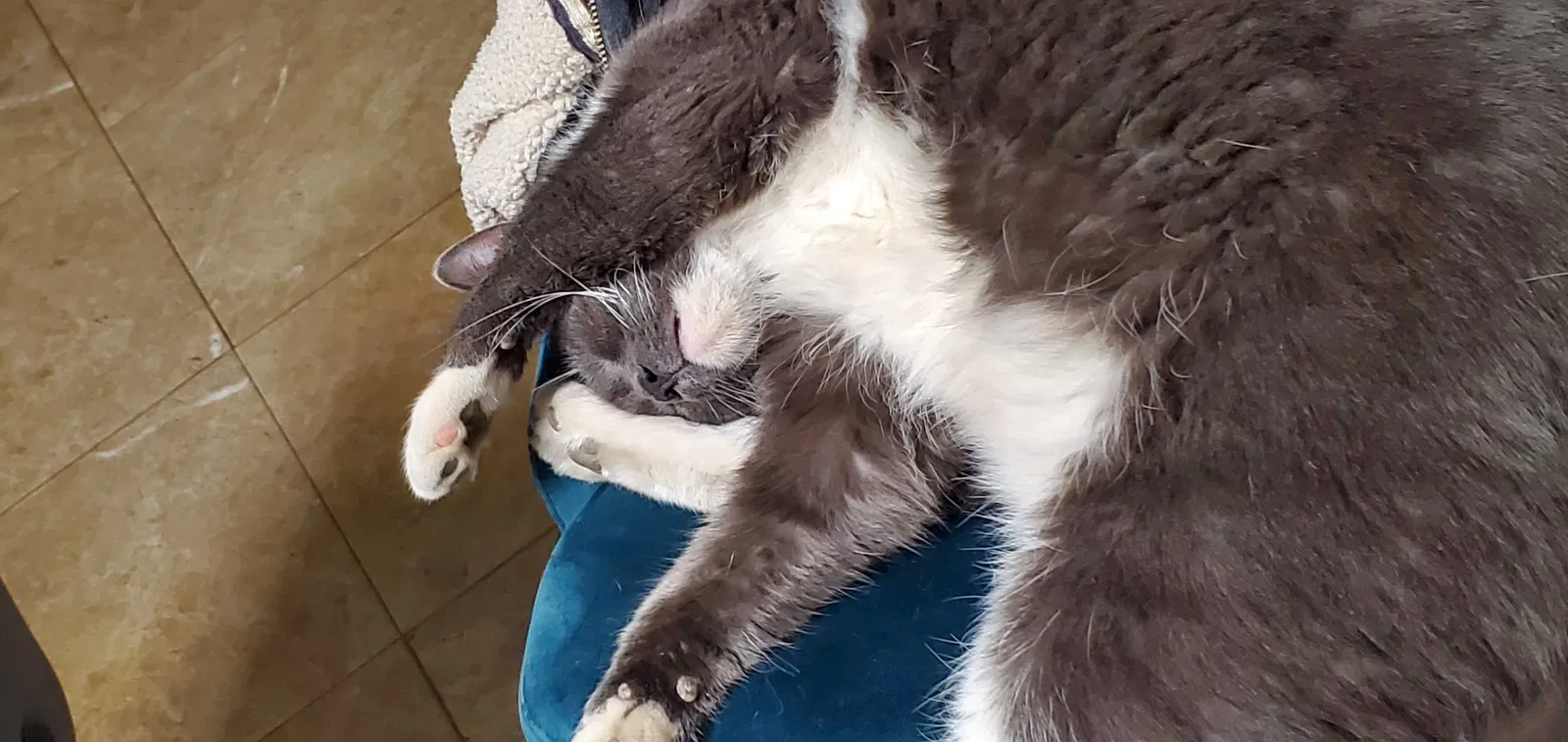 Lost cat in Henderson, NV, 89002