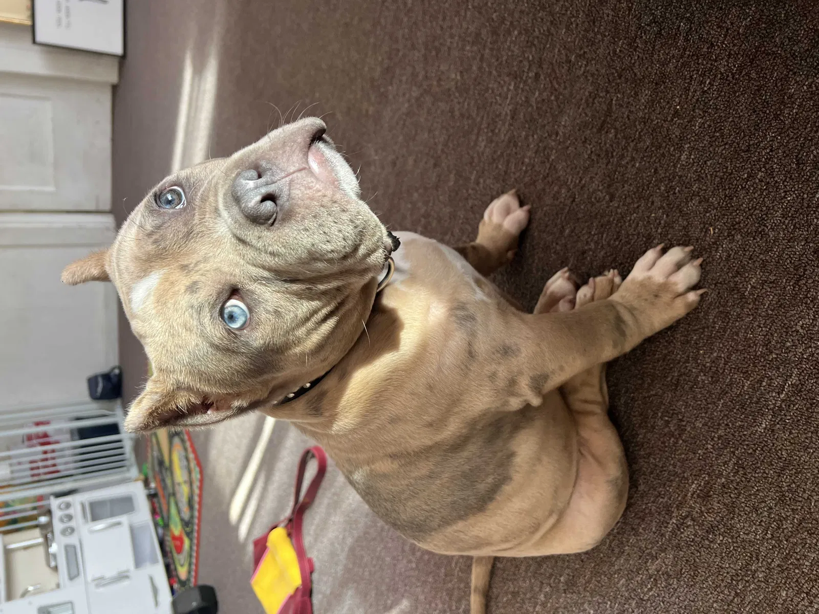 Lost dog in Oakland, CA, 94606