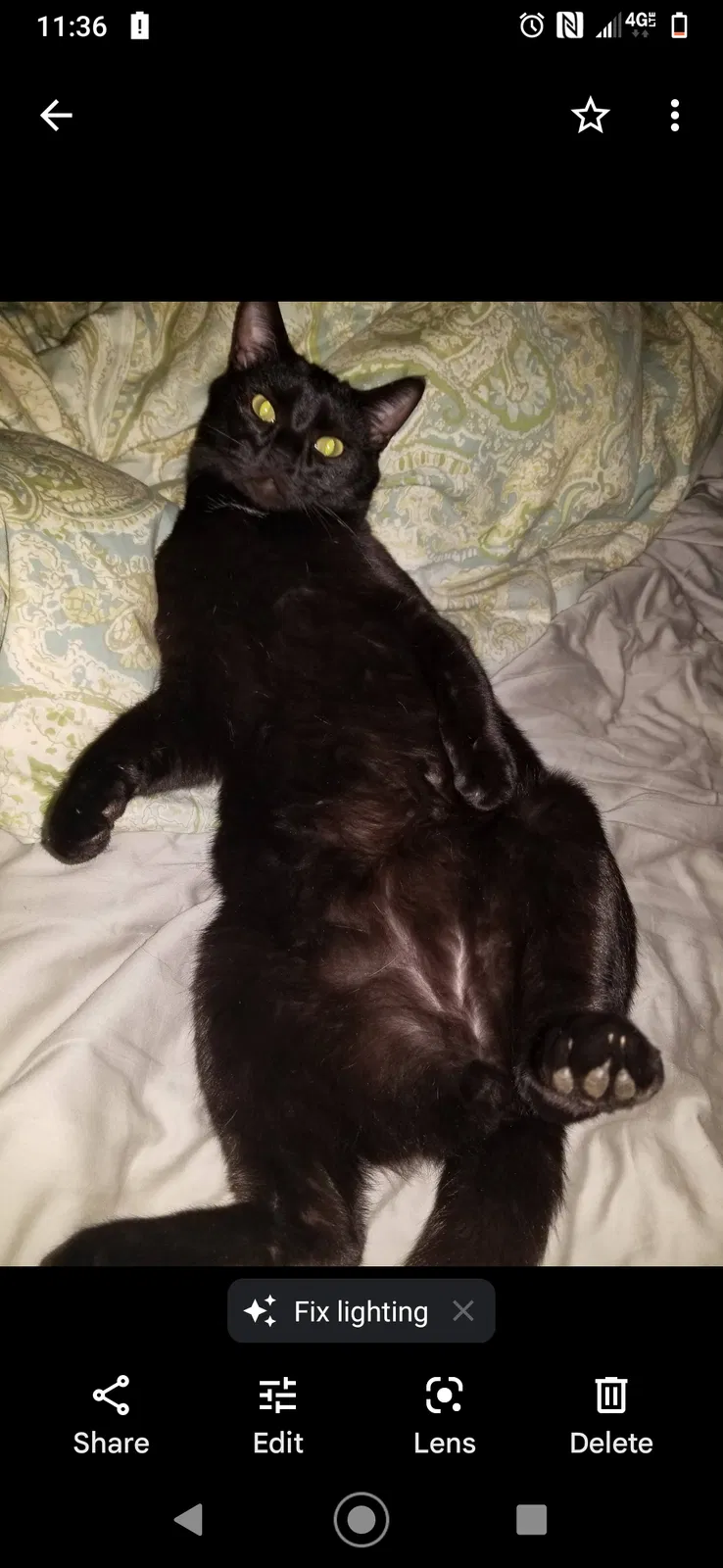 Lost cat in Charlotte, NC, 28227