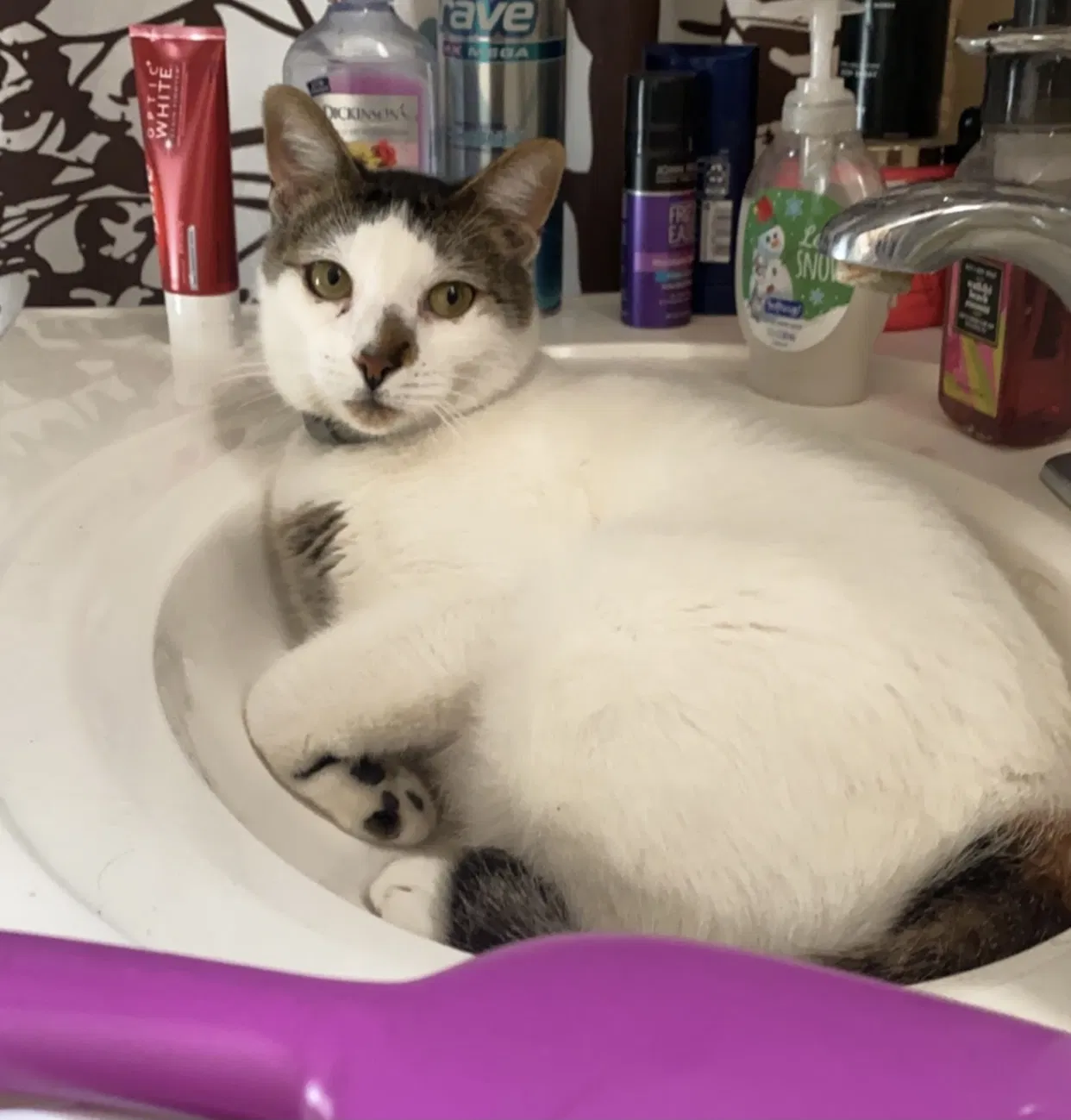 Lost cat in Alvin, TX, 77511