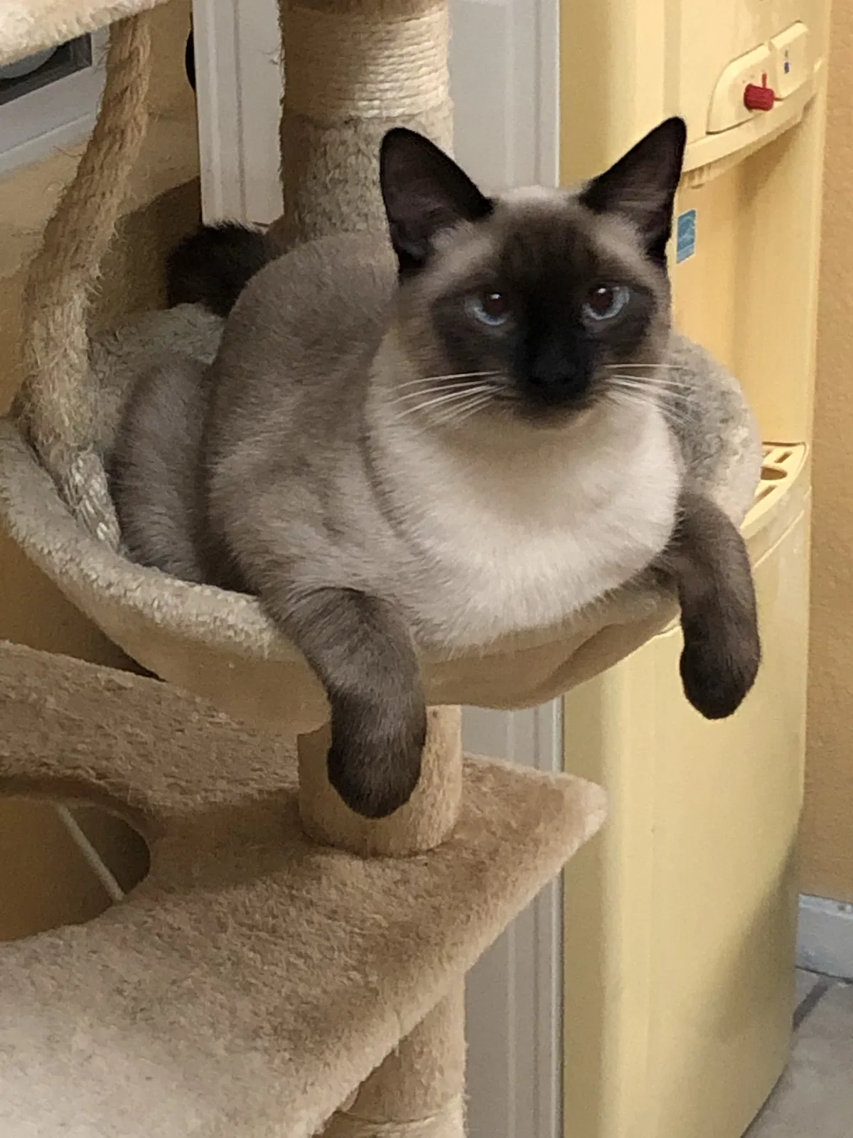 Lost cat in Las Vegas, NV, 89139
