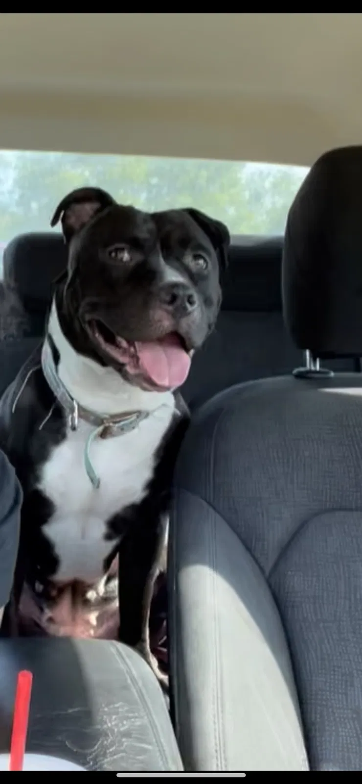 Lost dog in Fort Worth, TX, 76116