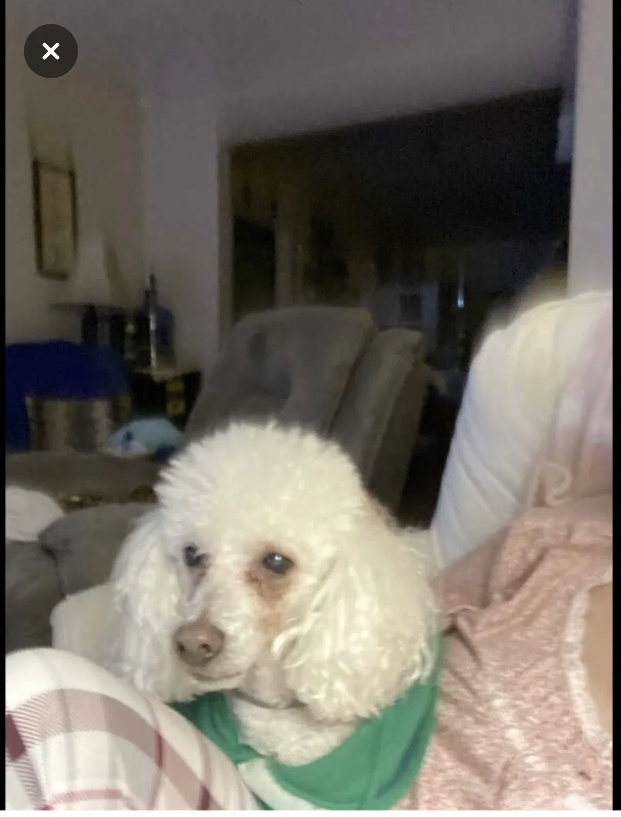 Lost dog in Nashville, TN, 37218