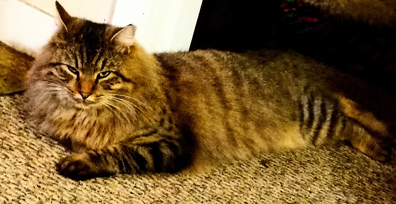 Lost cat in Lake Stevens, WA, 98258