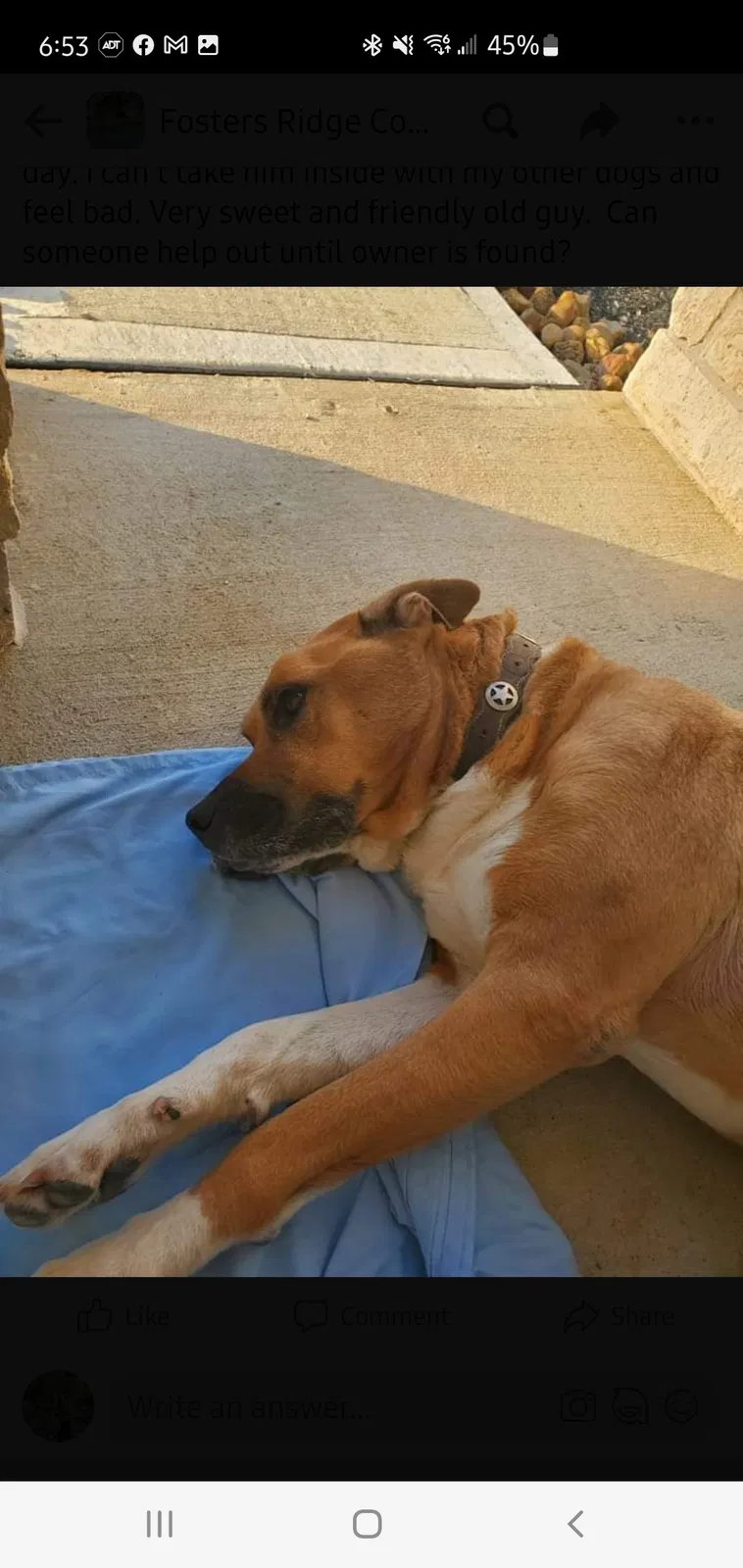 Found dog in Conroe, TX, 77384