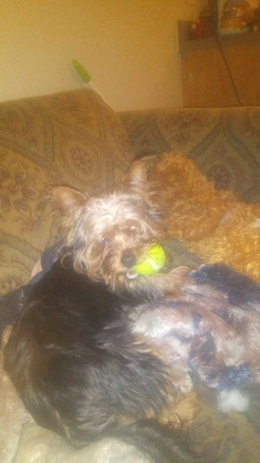 Lost dog in Fayetteville, AR, 72701