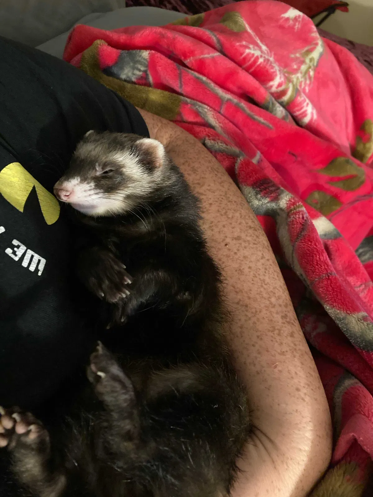 Lost cat in Corydon, IN, 47112