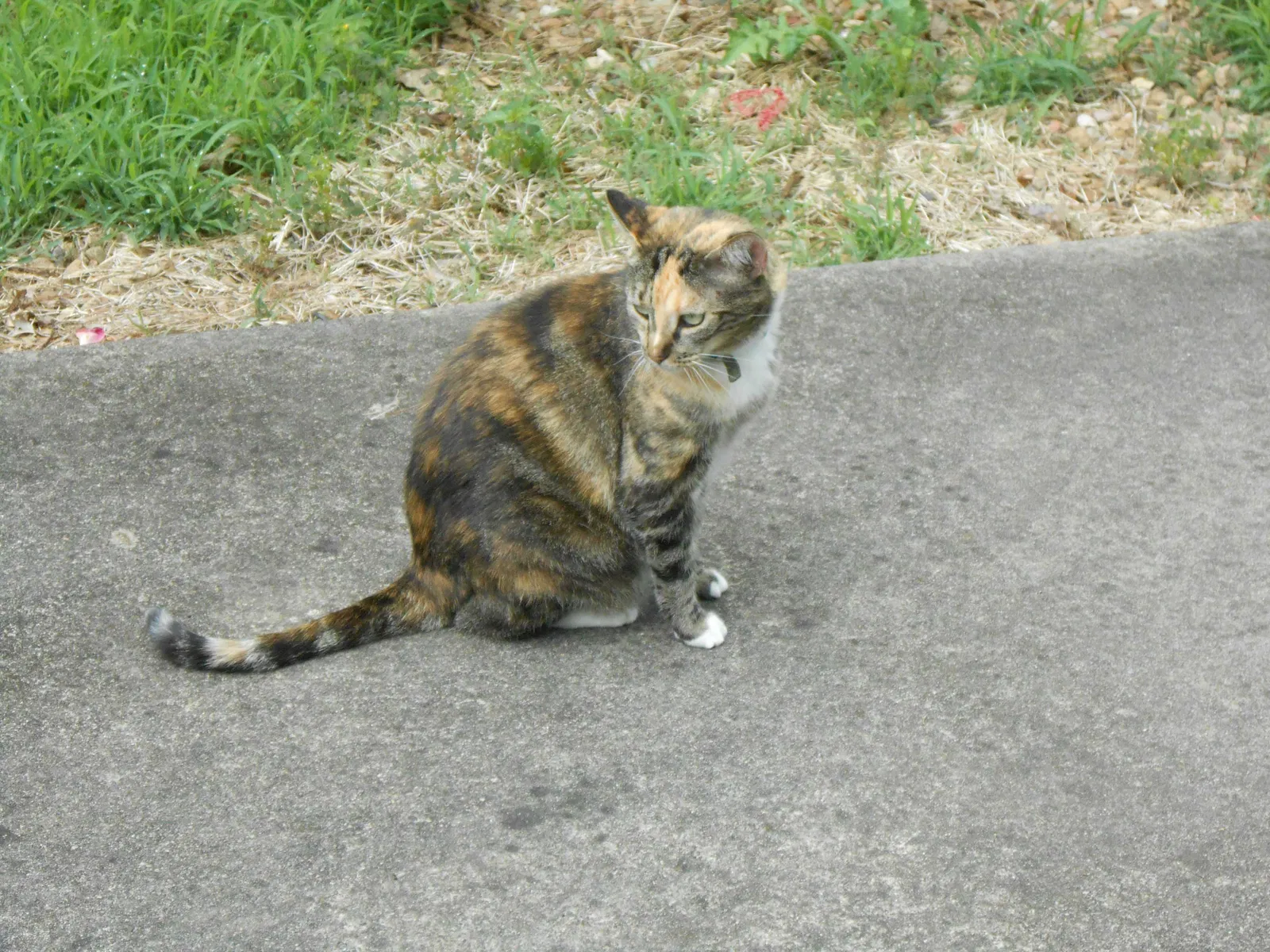 Lost cat in Abingdon, VA, 24211