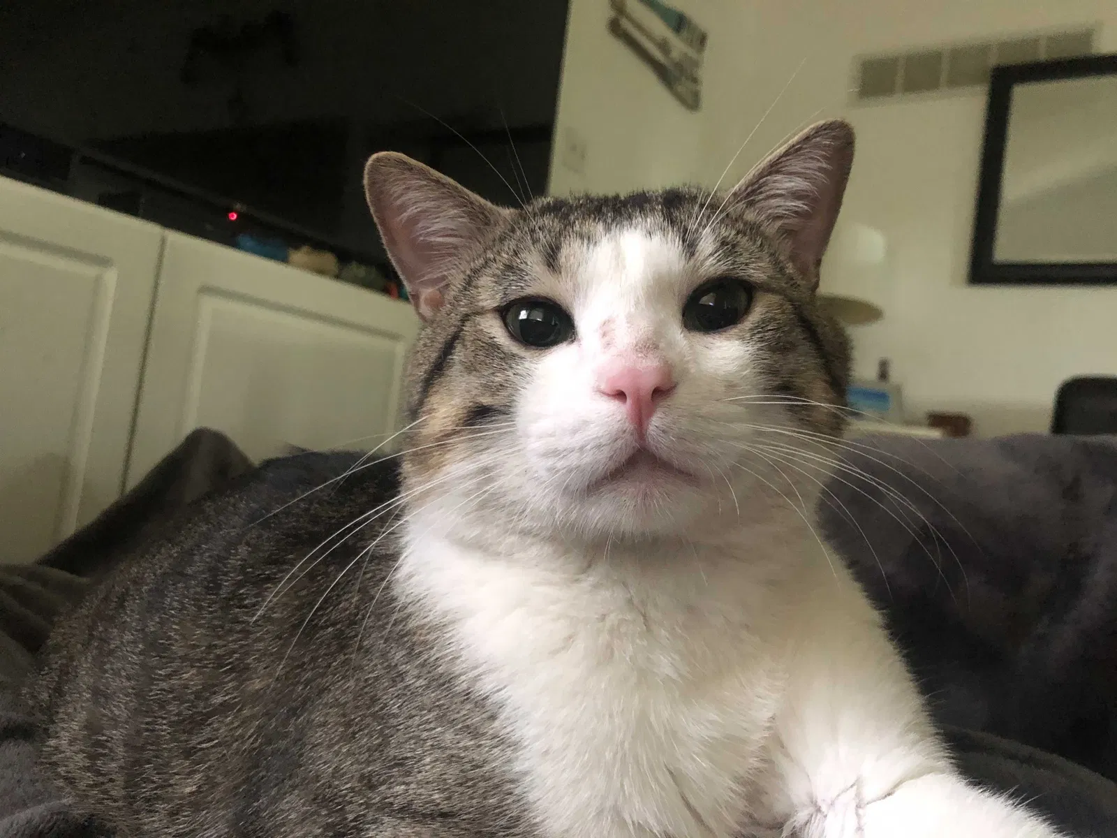 Lost cat in Hillsboro, MO, 63050