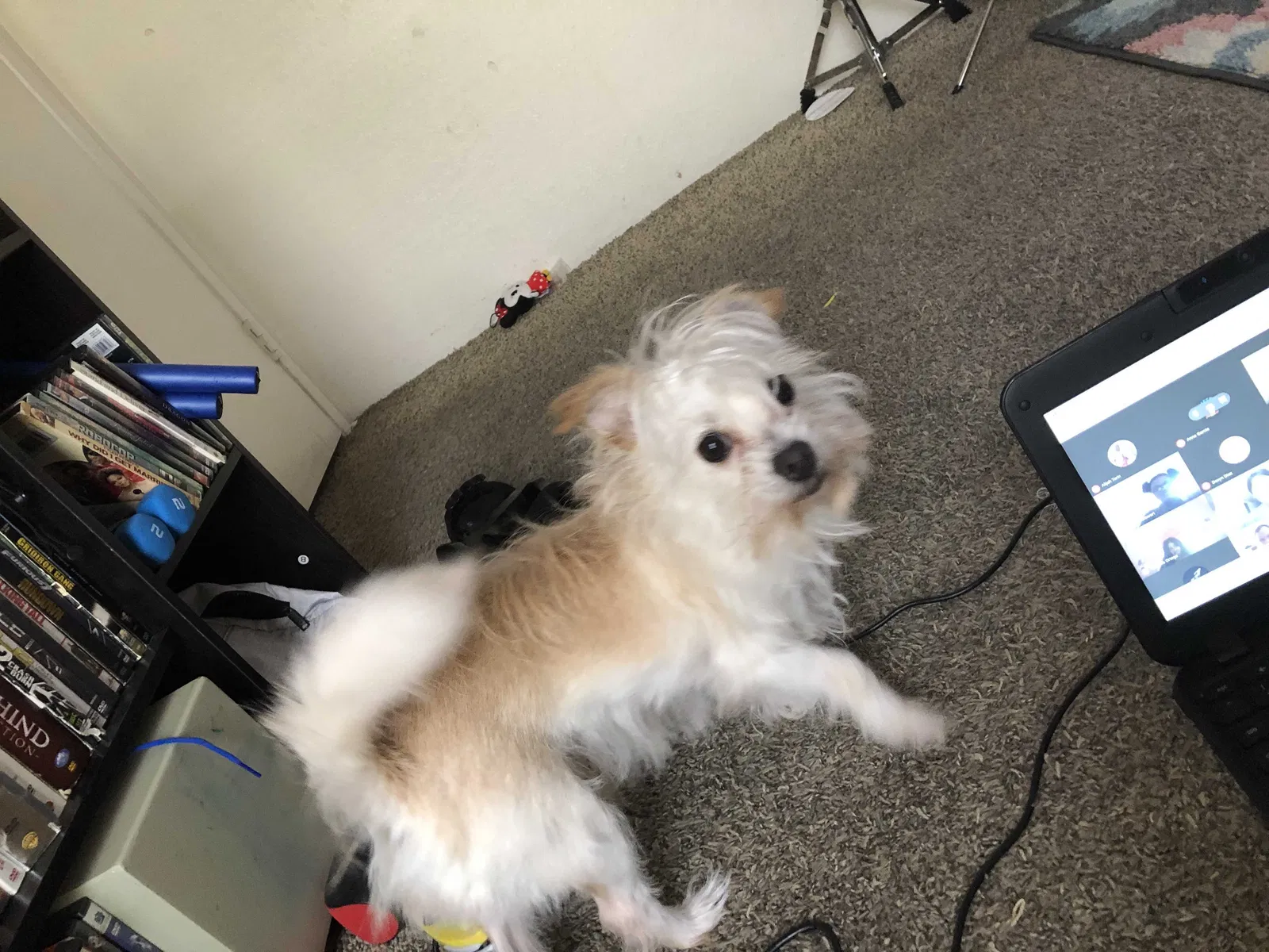 Lost dog in El Paso, TX, 79928