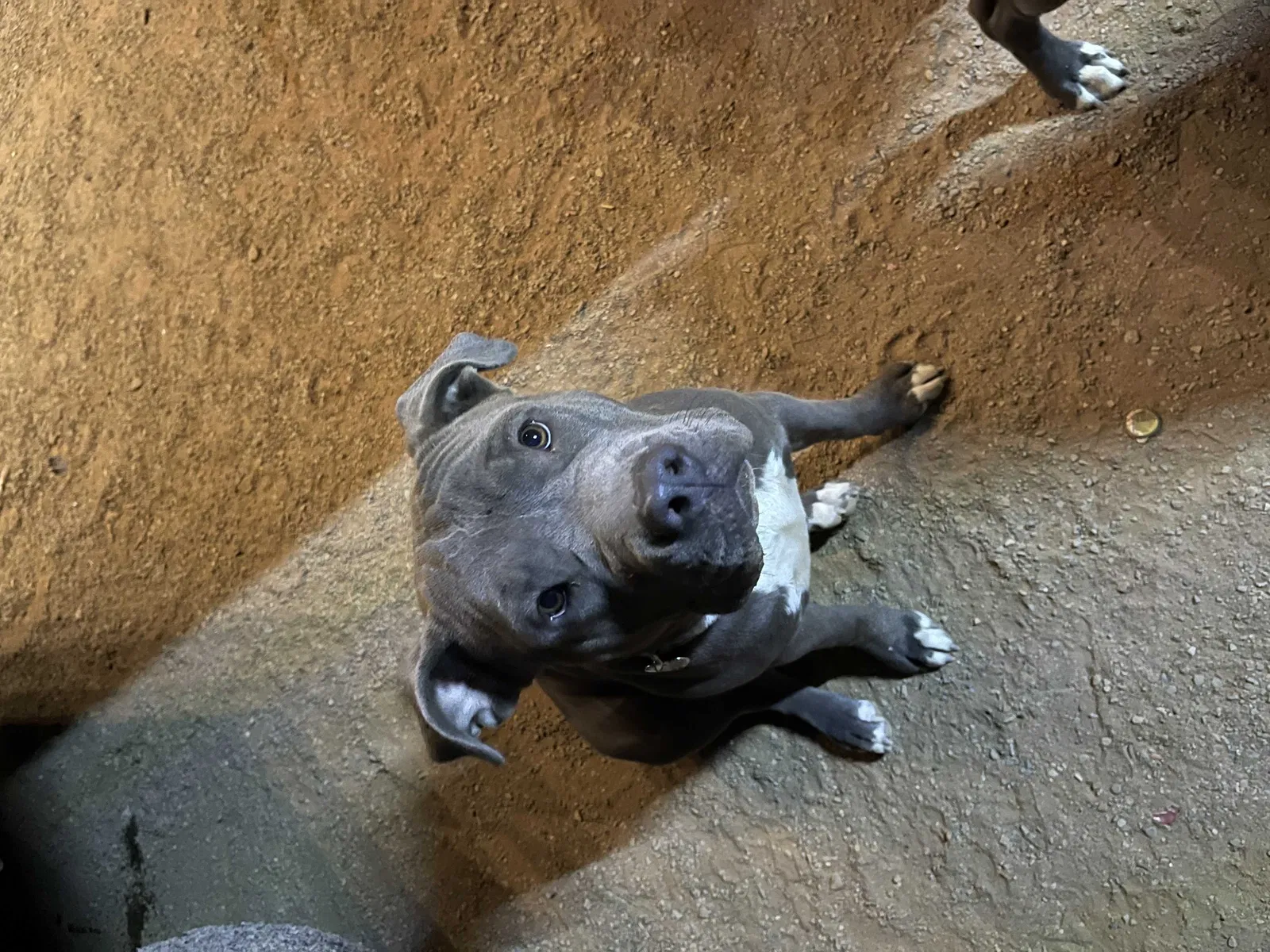 Lost dog in El Paso, TX, 79928