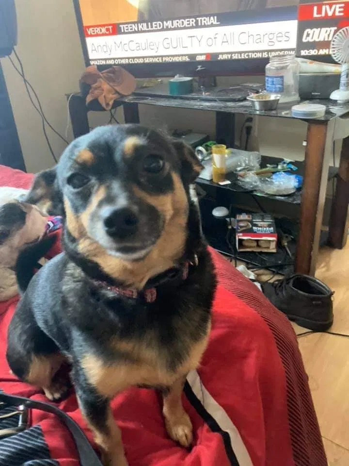 Lost dog in Denver, CO, 80218