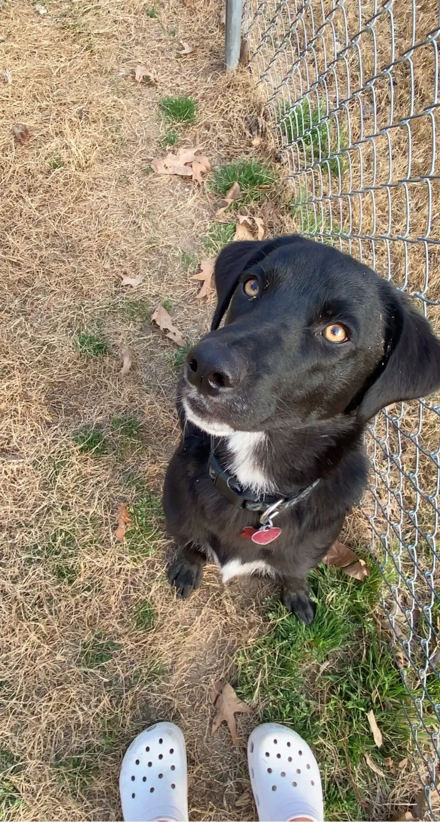 Lost dog in Spring Lake, NC, 28390